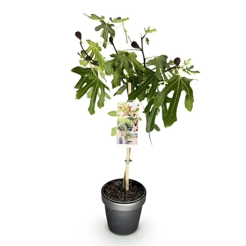 GreenboutiQ - Stamm Pflanze - Ficus carica Little Miss Figgy - Terrassen Pflanze - Laubabwerfend - Winterhart - Grüne Frucht - Topf 19cm Höhe 90cm