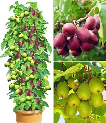 BALDUR Garten DUO-Kiwi-Turm-Kollektion - Obstsamen & -pflanzen, winterharte Kiwi-Pflanzen für reiche Ernte und platzsparendes Gärtnern in Säulenform.