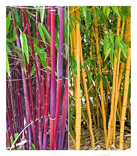 BALDUR Garten Bambus-Raritäten Kollektion - 2 winterharte Bambuspflanzen: Roter Chinese Wonder und Goldener Peking, ideal für Sonne bis Halbschatten, pflegeleicht und perfekt für kreative Gartengestaltung.