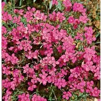 Dianthus Deltoides Leuchtfunk Heide Nelke Ca. 9x9 cm Topf