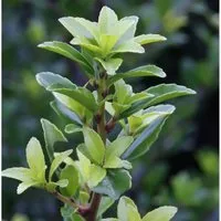 Hochstamm Chinesische Hecken Ilex 80-100cm - Ilex maximowicziana kanehirae