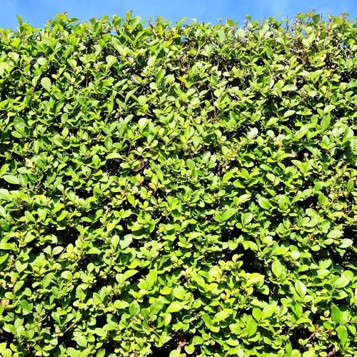 GreenboutiQ - Heckenpflanzen - Ligustrum ovalifolium - Blatt grün - 6 Pflanzen - 1 laufender Meter - immergrün - Topf 17cm Höhe 60cm