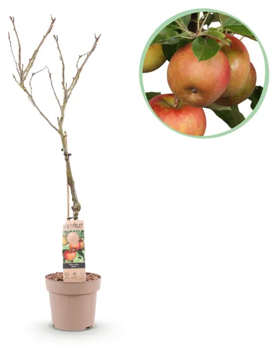 Green boutiQ - Obstbaum - Malus domestica Elstar - Apfelbaum - Winterhart - Rot-Grüner Apfel - 1 Pflanze - Topf 21cm - Höhe 90cm
