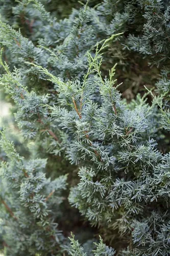 Pflanzen für Dich Konifere Juniperus chinensis Blaauw – Eleganter Chinesischer Wacholder - Der Chinesische Wacholder ‘Blaauw’ überzeugt mit blaugrauen, schuppenförmigen Nadeln und ist ideal für Gruppenpflanzungen oder als Solitär. Pflegeleicht und robust, bringt er Struktur in jeden Garten.
