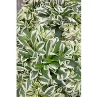 Arabis Ferdinandii-Coburgii Variegata Gänsekresse Buntlaubig Ca. 9x9 cm Topf