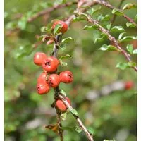 Hochstamm Kleine Bogenmispel 40-60cm - Cotoneaster adpressus