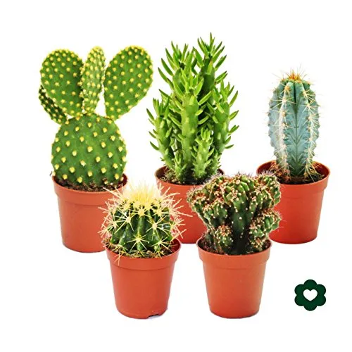 Exotenherz - 5 verschiedene Kakteen im Set - Zimmerblumen Set mit 5 verschiedenen Kakteen, perfekt für Sammler und Einsteiger. Pflegeleicht und ideal für helle Fensterplätze.