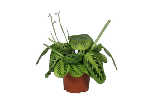 meinvipshop Zimmerpflanze Maranta leuconeura Lemon Lime 1er 30cm