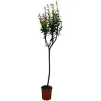 Sunny-Tree Granatapfelbaum – Winterharter Obstbaum Punica Granatum, 160 cm - Wunderschöner Granatapfelbaum (Punica granatum) mit ca. 160 cm Höhe. Ideal für sonnige Standorte, winterhart bis -6°C. Produziert dekorative, große rote Früchte und bereichert jeden Garten.