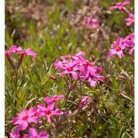 Teppich Phlox Scarlet Flame - Phlox subulata