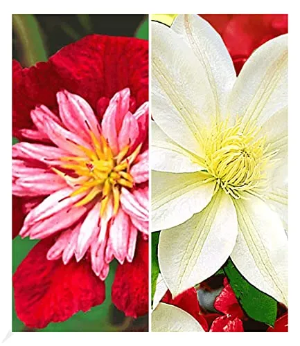 BALDUR Garten Klematis-Sortiment 'Avant Garde' & 'Madame Le Coultre' - Winterhartes 2er Set mehrjährige Kletterpflanzen in 9x9 cm- und 1,5 Liter-Töpfen. Ideal für Sonne bis Halbschatten, blüht von Mai bis September. Geringer Pflegeaufwand und Wasserbedarf.