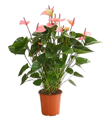 Dehner Große Flamingoblume - Anthurium andreanum Summerlove, rosa Blütenpracht - Zimmerpflanze mit ca. 70-80 cm Höhe und Ø 21 cm Topf, pflegeleicht und ideal für helle Standorte, bringt Farbe und Leben in Ihr Zuhause.