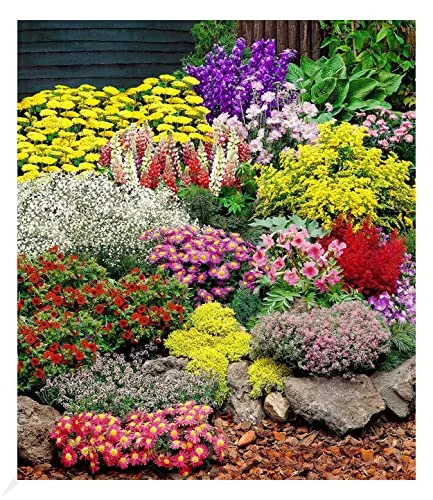 BALDUR Garten Großer Staudengarten mit 14 Pflanzen - Vielfältiges Staudenbeet mit winterharten Pflanzen für blühende Akzente im Garten. Einfach nachpflanzen, geringer Pflegeaufwand und mehrjährig!