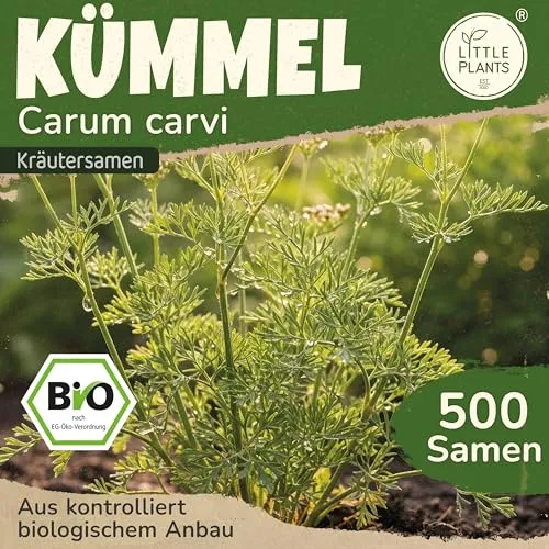 Little Plants BIO Kümmel Samen 500 Kümmelsamen Kräutersamen Samenfest für Kräutergarten Kräuter Samen Küchenkräuter für Küche, Balkon und Garten