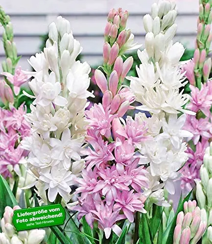 BALDUR Garten Duft-Tuberose 'The Pearl & Pink Saphier' - 3 Knollen für duftende Blüten - 3 Knollen der mehrjährigen Tuberose, ideal für Beete und Vasen. Pflegeleicht, robust und mit gefüllten Sternblüten, die von Juli bis Oktober blühen. Perfekt für sonnige bis halbschattige Standorte.
