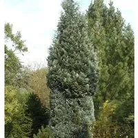 Scheinzypresse Pelts Blue 60-80cm - Chamaecyparis,awsoniana
