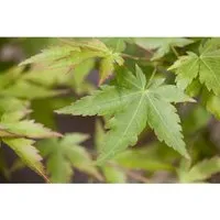 Acer Palmatum Sangokaku - Japanischer Ahorn Korallenrot 40–60 cm - Der Japanische Ahorn 'Sango-kaku' begeistert mit seiner leuchtend korallenroten Rinde und faszinierenden Herbstfärbung. Ideal als elegantes Ziergehölz für Garten, Terrasse und Balkon.
