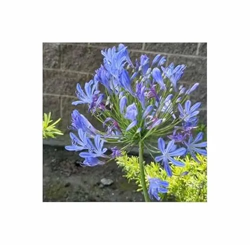 Stk - 10x Agapanthus praecox blue Schmucklilie Pflanzen - Samen B2328 - Seeds & Plants Shop by Ipsa