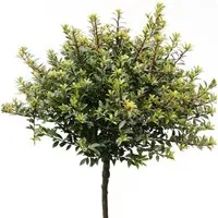 Hochstamm Löffel Ilex Glorie Dwarf 40-60cm - Ilex crenata