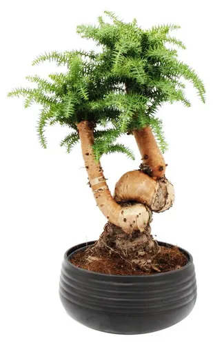 Exotenherz Araucaria cunninghamii Bonsai 65cm - Araucaria cunninghamii – Ein beeindruckender Bonsai mit natürlicher Eleganz. Mit ca. 65 cm Höhe und stilvoller Schale bringt er einen Hauch von Natur in Ihr Zuhause. Ideal für Sideboards und Beistelltische.