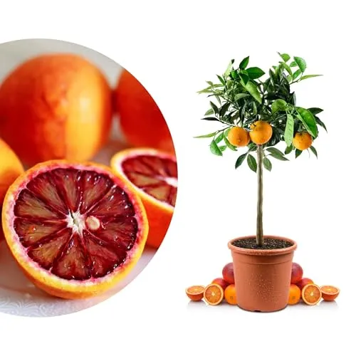 Blutorangenbaum Tarocco Mezzo - Zitruspflanze in Gärtner-Qualität - Italienischer Blutorangenbaum mit glänzendem Laub und rötlicher Farbnote. Ideal für Kübelhaltung auf Balkon oder Terrasse, pflegeleicht und robust. Ein Highlight für jede mediterrane Pflanzensammlung!