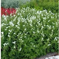 Knotiger Schatten Storchschnabel Silverwood - Geranium nodosum