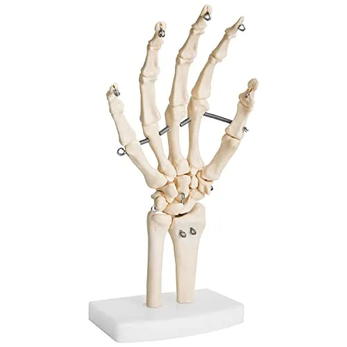 Anatomie Skelett Mensch Modell Skelett Hand Lebensgroß Fingerknochen Anatomisches Modell der Menschlichen Hand mit Beweglichem Gelenken Knochen Gelenke MedMod