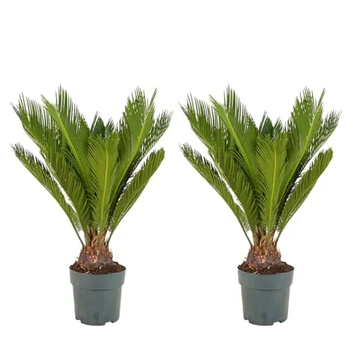Bloomique Cycas Revoluta - 2er Set Palmfarn - Pflegeleichte Palme - Höhe 60-70 cm - Bringen Sie tropisches Flair in Ihr Zuhause mit den Cycas Revoluta. Pflegeleicht und ideal für drinnen und draußen, verleiht diese Palme jedem Raum eine elegante Note.