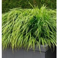 Japanisches Berggras Nicolas - Hakonechloa macra