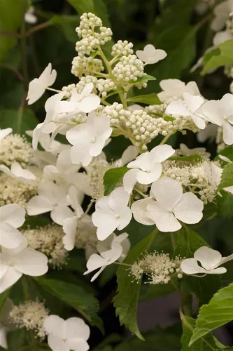 Pflanzen für Dich Gehölze Hydrangea pan. Levana, 1 St. - Weiße Rispenhortensie - Wunderschöne weiße Blüten von Juli bis September. Ideal für halbschattige, windgeschützte Standorte. Perfekt für jeden Garten und Topf geeignet.