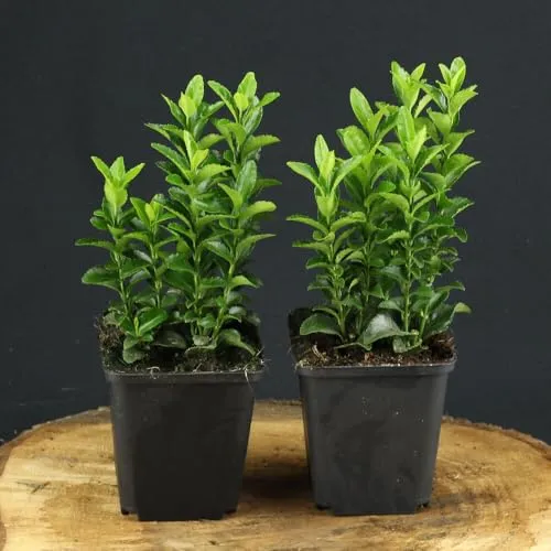Euonymus japonicus Green Spire von INTRAGARTEN | Winterharte Heckenpflanze - Immergrüner Euonymus japonicus Green Spire im Topf, ideal als Buchsbaumersatz. Robust und pflegeleicht, perfekt für vielfältige Gartenlandschaften.