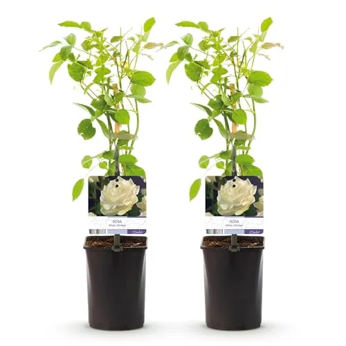 GreenboutiQ - Kletterrose - Rosa White Climber - Blüte Weiß - Wenig Pflege - 2 Pflanzen - Topf 11cm Höhe 40cm