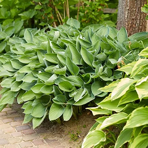 Bloomique - 3er-Set - Hosta Sieboldiana Elegans - Funkie - Gartenpflanzen - Winterhart - Tierfreundlich - Höhe 10-20 cm - Topf 9x9 cm