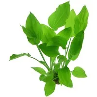 Dennerle Plants Aquariumpflanze Echinodorus Argentinensis XML Pflanze