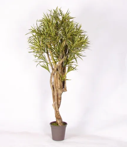 Kunstbaum Dracaena Reflexa Jamaica Kasandra 200 cm - Stylischer Kunstbaum mit naturgetreuen Stämmen und grün-gelben Blättern, ideal für die dekorative Gestaltung in Innenräumen. Langlebig und pflegeleicht.