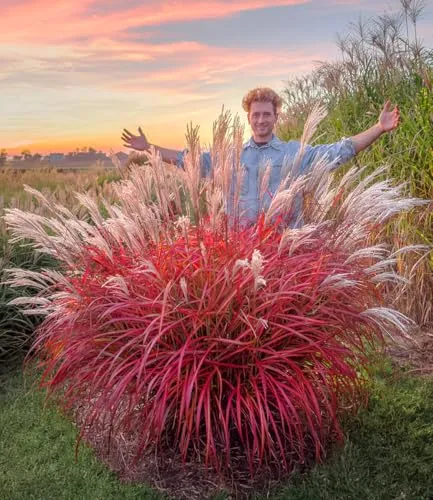 BALDUR Garten Miscanthus 'Lady in Red®' - Mehrjähriges Ziergras im 9x9 cm-Topf. Ideal für Sonne bis Halbschatten, mit atemberaubender Farbkombination und pflegeleichtem, winterhartem Wuchs. Perfekt für jeden Garten!