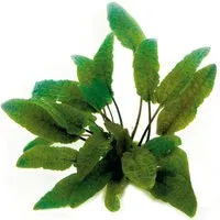 Dennerle Plants Aquariumpflanze Cryptocoryne Wendtii Braun