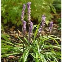 Lilientraube - Liriope muscaria