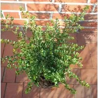 Japanische Stechpalme Tandai 15-20cm - Ilex crenata