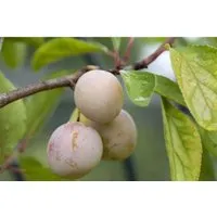 Prunus Domestica Mirabelle Von Nancy Pflaume - Süße Früchte für Ihren Garten - Obstbaum mit goldgelben Früchten, die im Spätsommer reifen. Pflegeleicht, winterhart und bienenfreundlich, ideal für Obstgärten und Kübel.