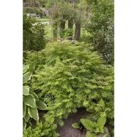 Sorbaria sorbifolia 'Sem' - Fiederspiere mit cremeweißen Blüten - Baumsamen & -pflanzen, pflegeleichte Zierpflanze mit gefiederten Blättern und winterharten Blütenrispen für gemischte Rabatten.