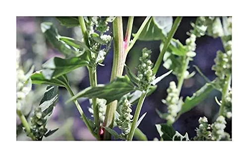Stk - 30x Chenopodium album Weiße Gänsefuß Gemüse Pflanzen - Samen ID282 - Seeds & Plants Shop by Ipsa