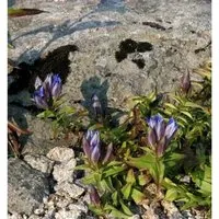Kreuzenzian - Gentiana cruciata