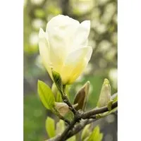 Magnolia 'Yellow Joy' - Gelbe Magnolie 80-100 cm - Elegante Gelbe Magnolie mit leuchtend gelben Blüten, ideal für Garten und Terrasse. Bringt frische Frühlingsakzente und verleiht jedem Garten eine stimmungsvolle Atmosphäre.