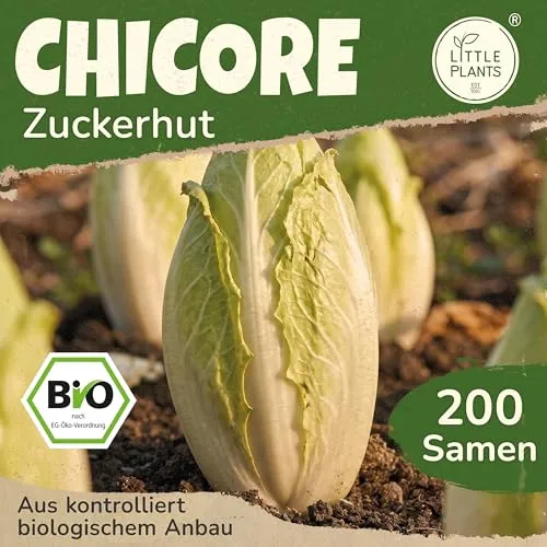 Little Plants BIO Chicoree Samen 200 Chicoreesamen Zuckerhut Zichorie Gemüsesamen Gemüsesaatgut Samenfest für Gemüsegarten, Hochbeet, Küche, Balkon und Garten