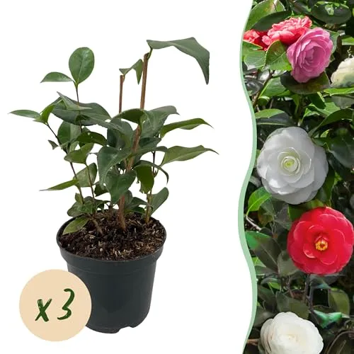 GreenboutiQ Camelia japonica Tricolour - 3 Pflanzen mit dreifarbigen Blüten - Hecken & Sträucher - Immergrüne Camelia japonica Tricolour mit rosa, weißen und roten Blüten, ideal für sonnige oder halbschattige Plätze und pflegeleicht für jeden Garten.