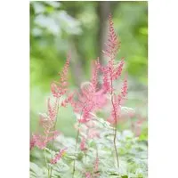 Astilbe Glaberrima Sprite Prachtspiere Ca. 9x9 cm Topf