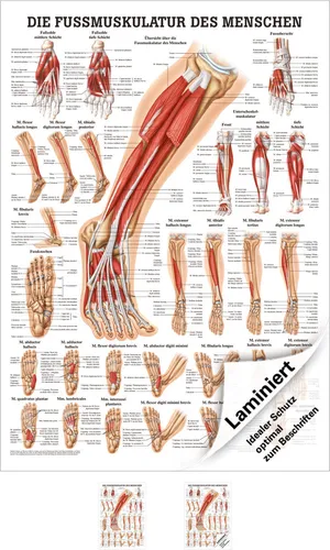 Die Fußmuskulatur Poster Anatomie 70x50 cm medizinische Lehrmittel