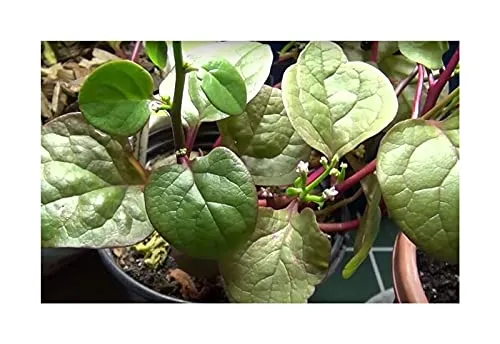 Stk - 10x Basella alba var. Rubra Malabar Spinat Gemüse Garten Pflanzen - Samen ID274 - Seeds & Plants Shop by Ipsa