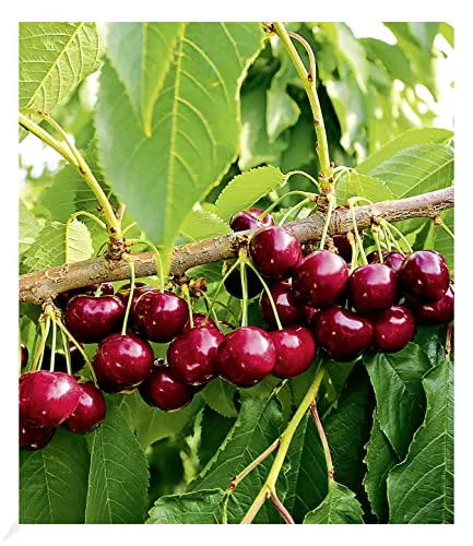 BALDUR Garten Selbstfruchtende Süßkirsche Swing, 1 Pflanze - Obstsamen & -pflanzen, ideal für Gartenliebhaber: selbstfruchtend, pflegeleicht und bienenfreundlich, mit essbaren Früchten für den eigenen Genuss.